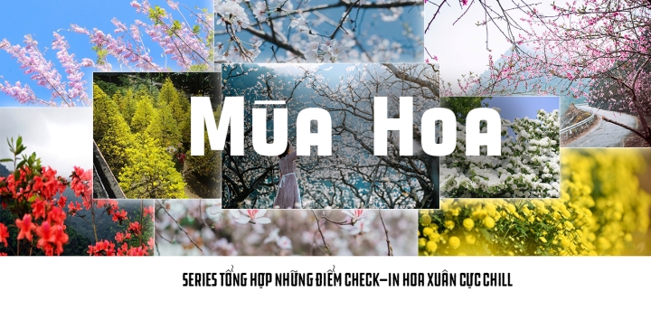 Mùa hoa: Mê mẩn ngắm ‘bông tuyết trắng’ nở rợp trời rẻo cao ảo diệu như cõi tiên - 16