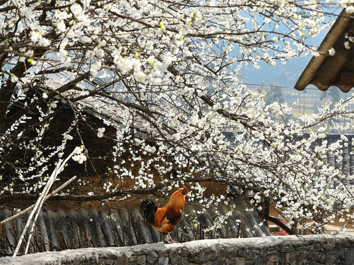 Mùa hoa: Mê mẩn ngắm ‘bông tuyết trắng’ nở rợp trời rẻo cao ảo diệu như cõi tiên - 13