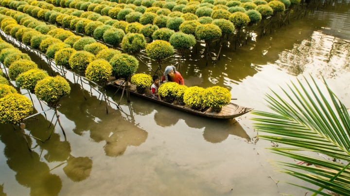 Mùa hoa: Vườn cúc mâm xôi độc đáo bậc nhất rộ sắc vàng tạo nên cảnh đẹp nao lòng - 6