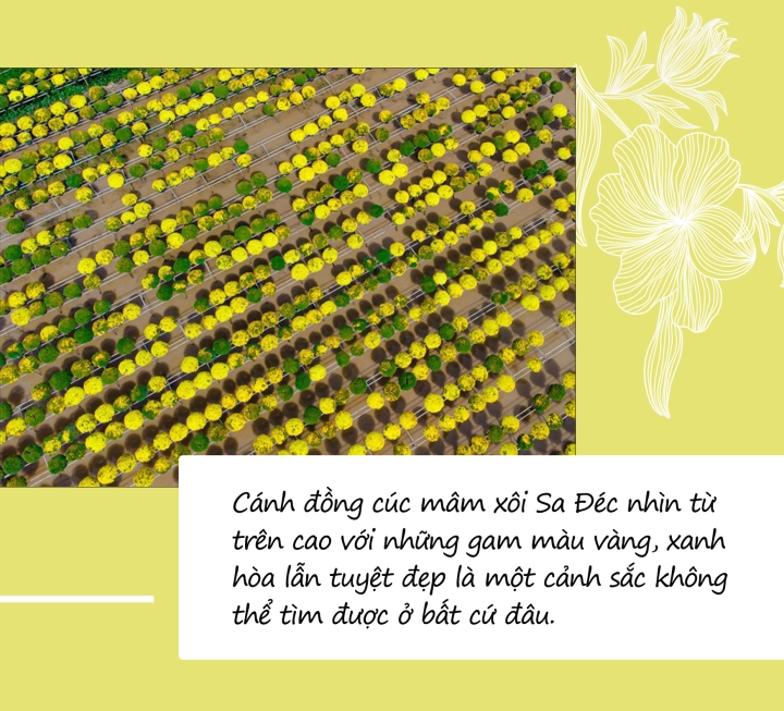 Mùa hoa: Vườn cúc mâm xôi độc đáo bậc nhất rộ sắc vàng tạo nên cảnh đẹp nao lòng - 8