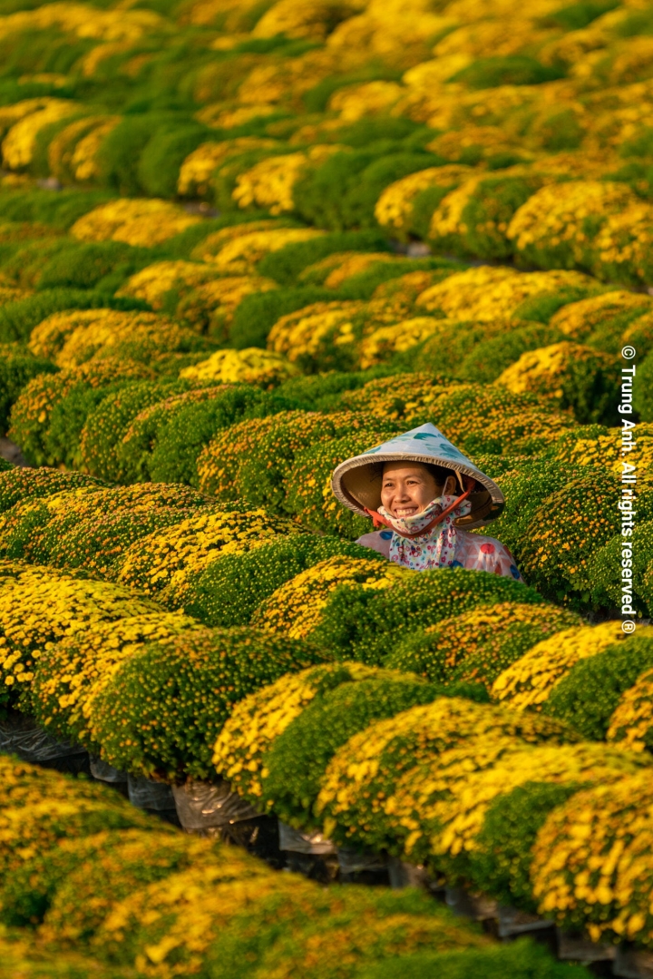 Mùa hoa: Vườn cúc mâm xôi độc đáo bậc nhất rộ sắc vàng tạo nên cảnh đẹp nao lòng - 12
