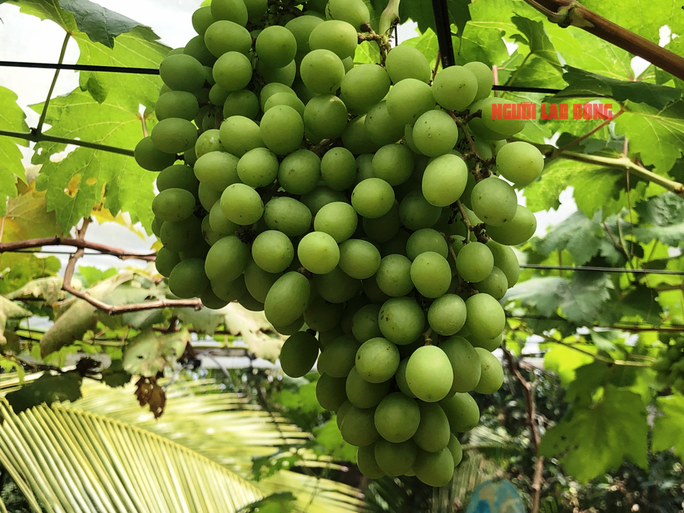 CLIP: Vườn nho trĩu quả trên đất phèn, mặn Bạc Liêu hút hồn du khách - Ảnh 7.