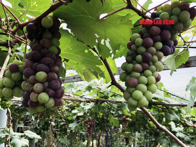 CLIP: Vườn nho trĩu quả trên đất phèn, mặn Bạc Liêu hút hồn du khách - Ảnh 8.